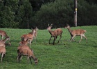 Parc National de Killarney (59)